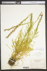 Liatris microcephala image