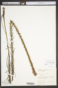 Liatris pycnostachya image