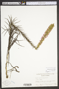 Liatris pycnostachya image