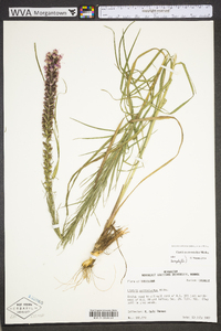 Liatris pycnostachya image