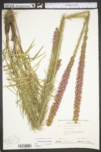 Liatris pycnostachya image