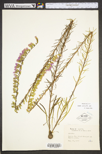 Liatris pauciflora image