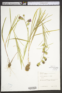 Liatris squarrosa image