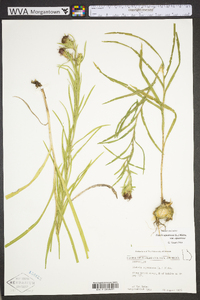 Liatris squarrosa image