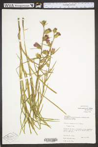 Liatris squarrosa image