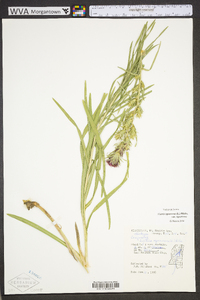 Liatris squarrosa image