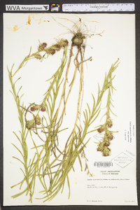 Liatris squarrosa image