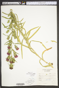 Liatris squarrosa image