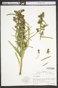 Liatris squarrosa image