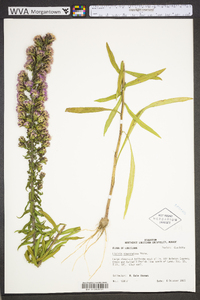 Liatris squarrulosa image