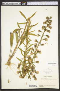 Liatris squarrulosa image