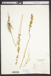 Liatris tenuifolia image