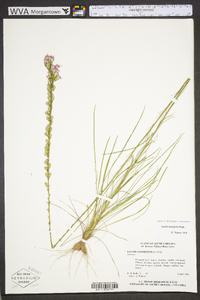 Liatris tenuifolia image