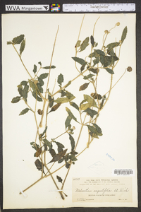 Melanthera angustifolia image