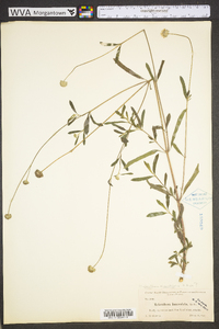 Melanthera angustifolia image