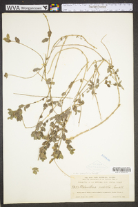 Melanthera parvifolia image