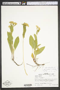 Parthenium integrifolium image