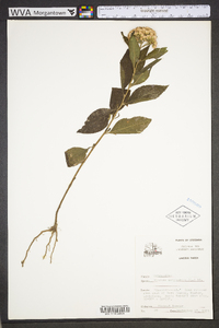 Pluchea camphorata image