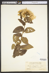 Pluchea longifolia image