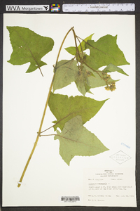 Polymnia canadensis image