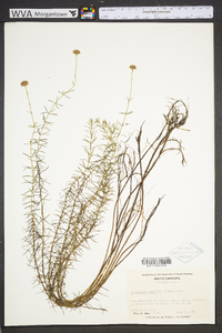 Sclerolepis uniflora image