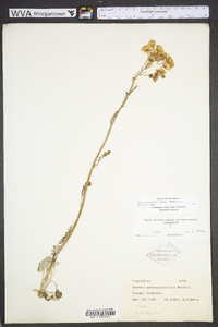 Packera antennariifolia image