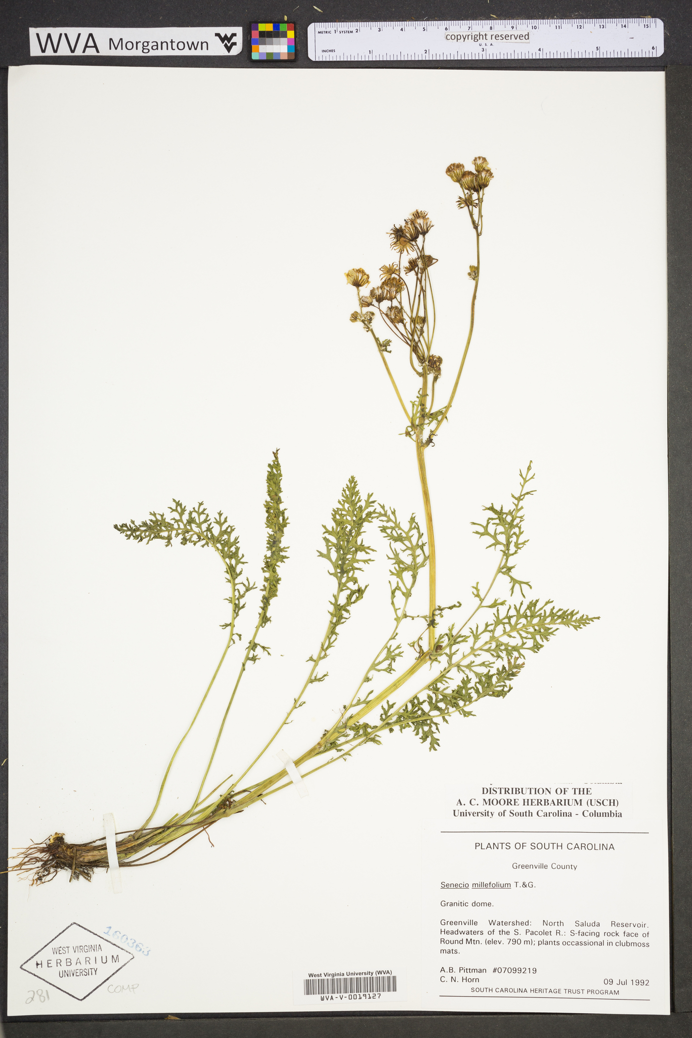 Packera millefolium image