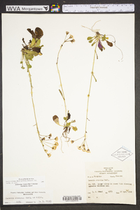 Packera obovata image
