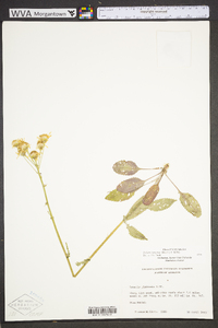 Packera tomentosa image