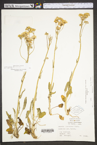 Packera tomentosa image