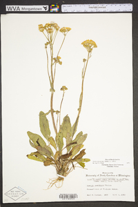 Packera tomentosa image