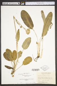 Packera tomentosa image