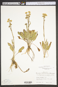 Packera tomentosa image