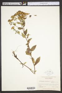 Sericocarpus asteroides image