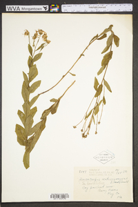 Sericocarpus tortifolius image