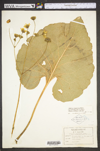 Silphium compositum image