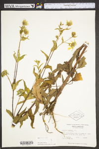 Silphium asteriscus image