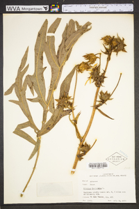 Silphium laciniatum image