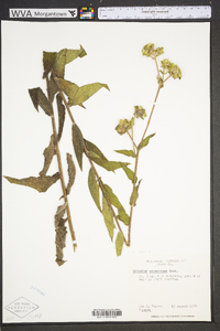 Silphium radula image