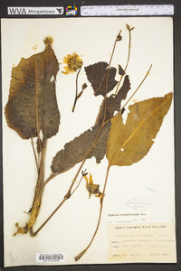 Silphium terebinthinaceum image