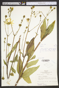 Silphium asteriscus var. trifoliatum image