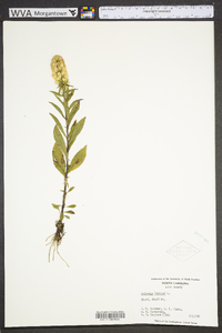 Solidago bicolor image