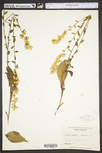 Solidago bicolor image