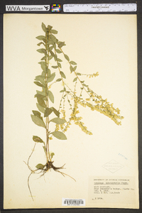 Solidago brachyphylla image