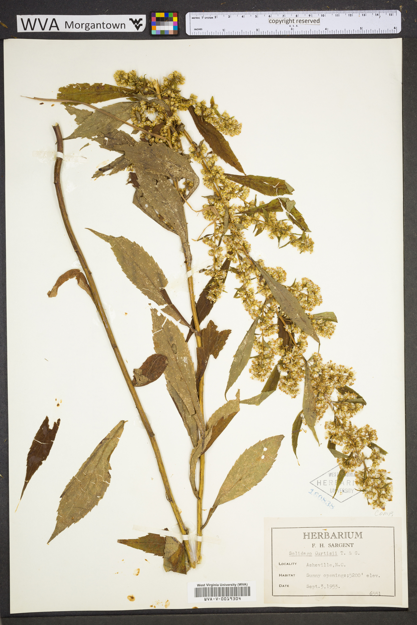 Solidago curtisii image