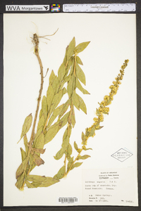 Solidago petiolaris image