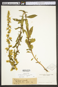 Solidago erecta image