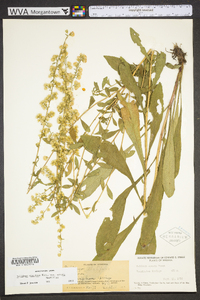 Solidago erecta image