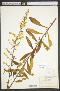 Solidago erecta image