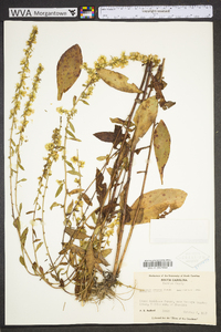 Solidago erecta image